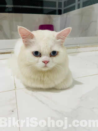 Persian cat